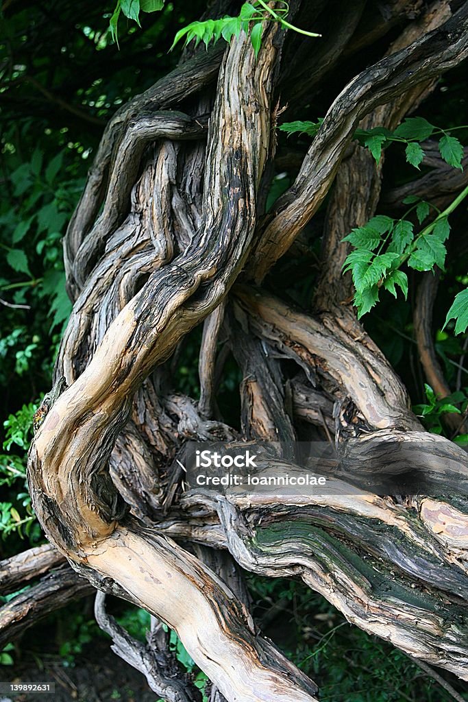 Перекрученные дерево - Стоковые фото Без людей роялти-фри