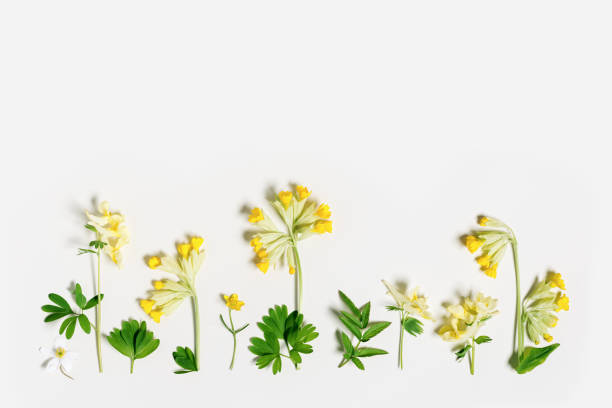 Spring grass and flowers creative flatlay, botanical background, yellow, white wild flower and green grass, nature design minimal botanical pattern, top view different field blooms, copyspace Spring grass and flowers creative flatlay, botanical background, yellow, white wild flower and green grass, nature design minimal botanical pattern, top view different field blooms in row, copyspace corydalis lutea stock pictures, royalty-free photos & images