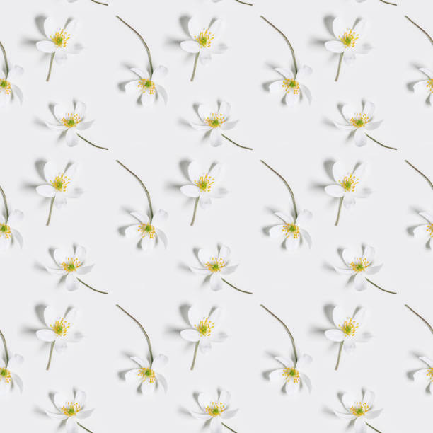 Stylish botanical seamless pattern with spring field flowers Anemone Nemorosa on white. Minimal Floral background, delicate white Altai wild flower. Nature still life layout, flowery print elegante patrón botánico sin costuras con flores de campo de primavera anémona nemorosa sobre blanco. fondo floral minimalista, delicada flor silvestre blanca de altai. naturaleza naturaleza naturaleza naturaleza naturaleza estampado florido