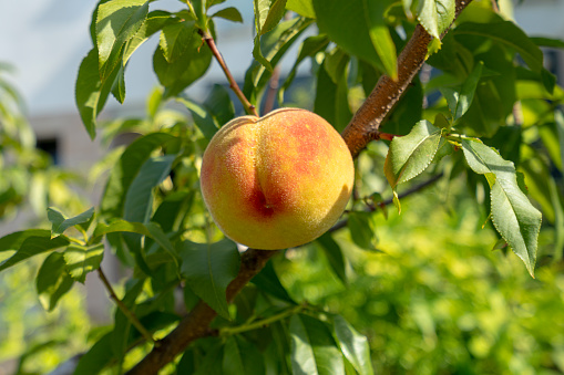 There are ripe peaches in a wooden box. On top lies a beautiful orange rose.