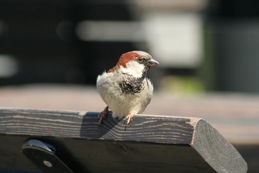 sparrow in outdoor cafe