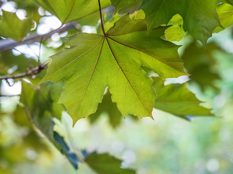 Spring branches of maple tree with fresh green. Spring leaves on blurred background. Spring background with copy space