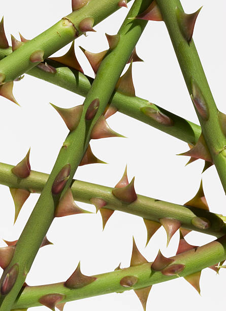 istock Barrier of thorny branches 139892882