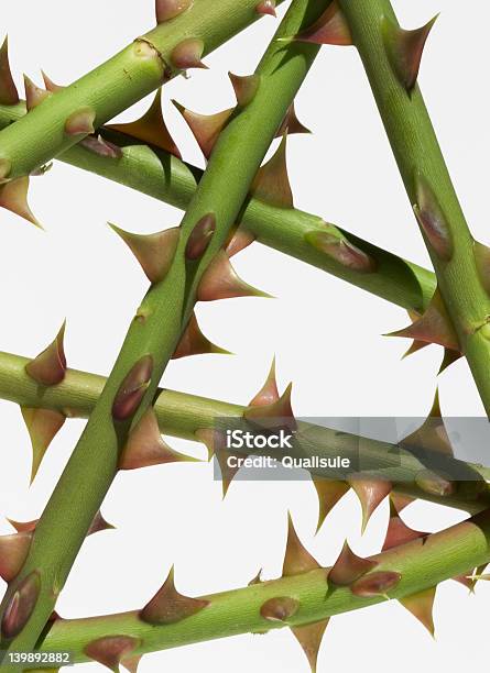 Foto de Barreira De Galhos Espinhoso e mais fotos de stock de Rosa - Flor - Rosa - Flor, Sebe viva, Adversidade