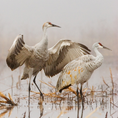 These Sandhill Cranes (Grus canadensis) were photographed in heavy fog which gave a low dynamic range. I increased the dynamic range during RAW processing to get this painterly effect.
