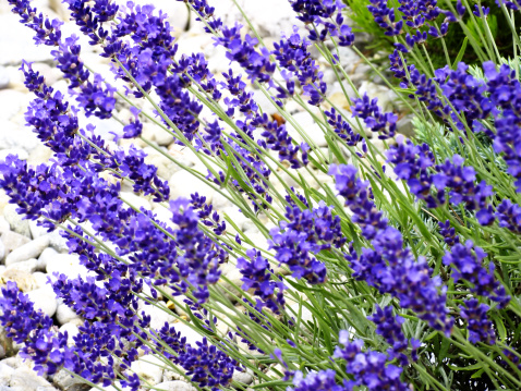 Lavender in garden, close.