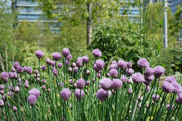 istock Summer flower survey 2022 1398930137