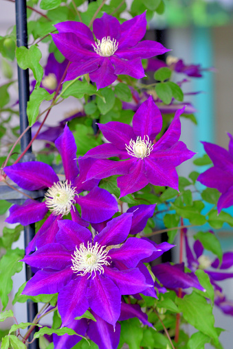 Flowers of perennial clematis vines in the garden. Beautiful clematis flowers near the house.