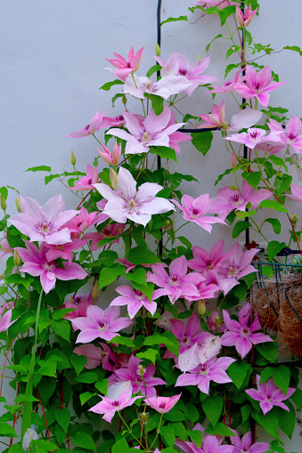 Purple climbing clematis plant in bloom on trellis growing against brick wall with window sustainable gardening and beauty in nature city life photography background