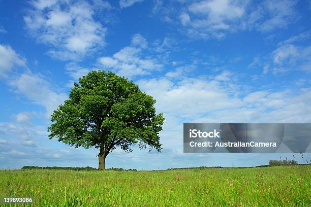 Foto de Oak e mais fotos de stock de Agricultura - Agricultura, Arbusto, Azul