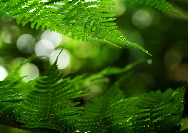 rainforest after the rain