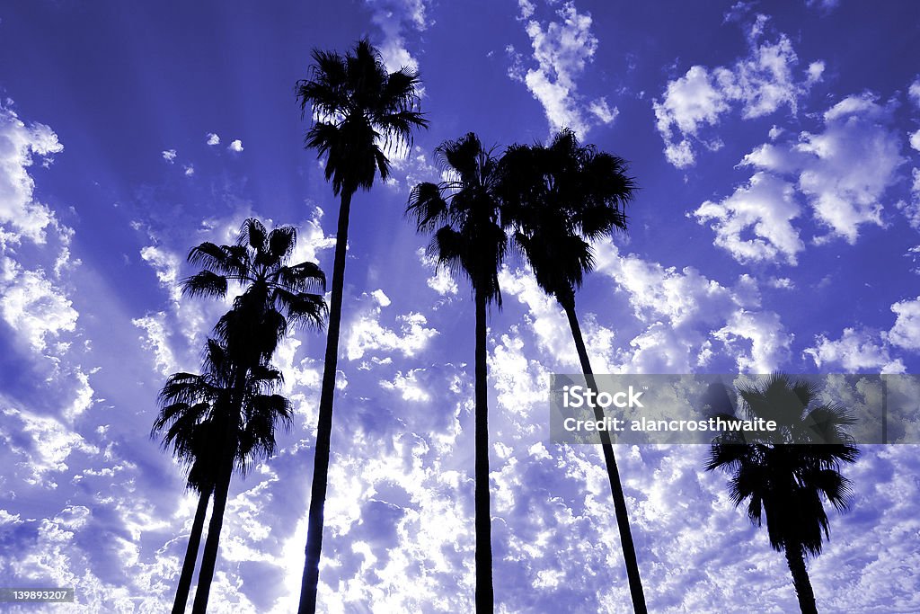 팜형 나무 실루엣 - 로열티 프리 팜 스프링스-캘리포니아 스톡 사진