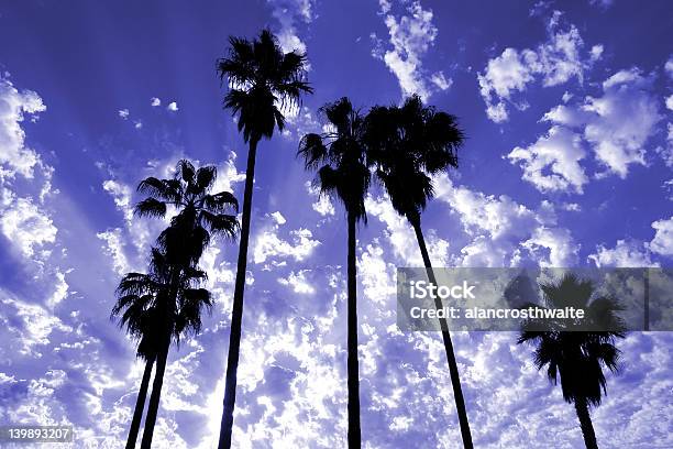 팜형 나무 실루엣 팜 스프링스-캘리포니아에 대한 스톡 사진 및 기타 이미지 - 팜 스프링스-캘리포니아, 0명, 경관