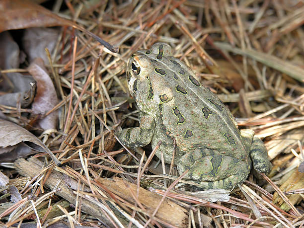 American toad stock photo