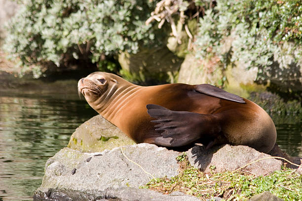 Sealion stock photo