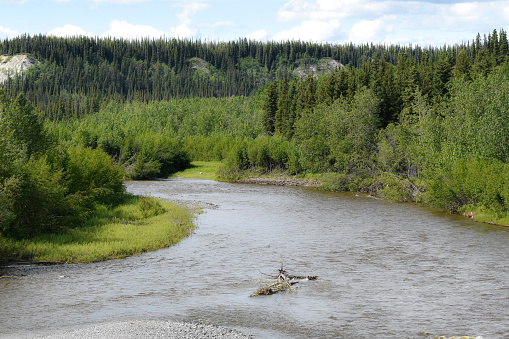 Many visitors will soon come to the Gulkana River in hopes of catching an infamous King Salmon. Those who dare to challenge the large salmon will see that the river has much beauty to offer as well.