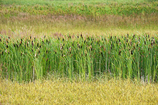 Cattails growing in the rich soil of the marsh. Many birds will make their home in the tall cattails. This will offer them protection at this bird sanctuary near Anchorage, Alaska. Potter’s marsh is a great Day trip for seeing birds and fauna.