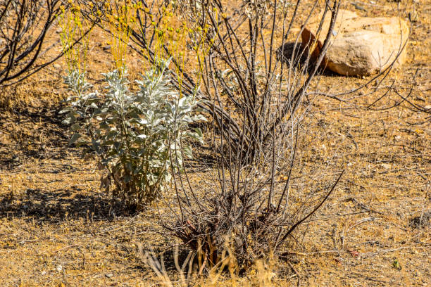 Plant life struggles in the dry arid climate of Southern California. Some plants will survive the oppressive heat while others are consumed.