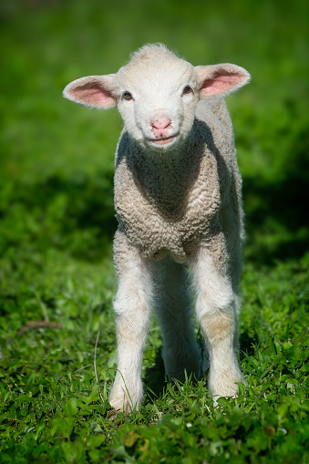 Newborn Merino lamb in the grass