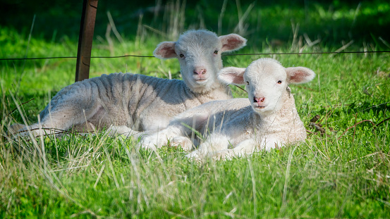 Newborn Merino lamb in the grass