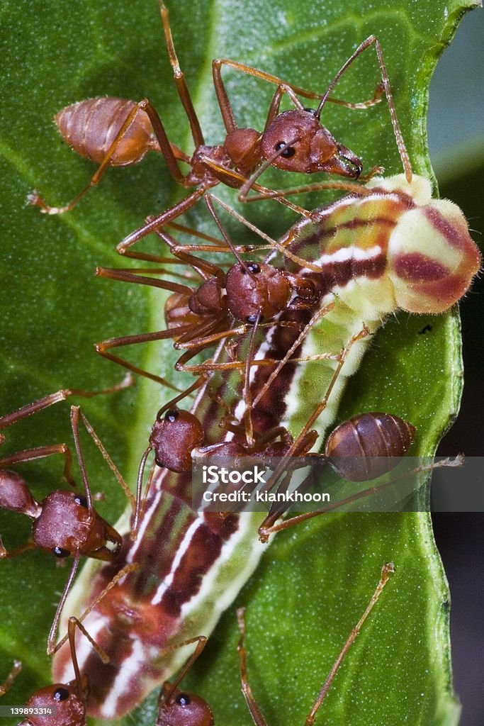 Equipe de formigas trabalho - Foto de stock de Animal royalty-free