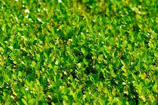 Close-up of fresh green leaves texture background with shallow depth of field.