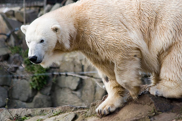 Polar bear stock photo