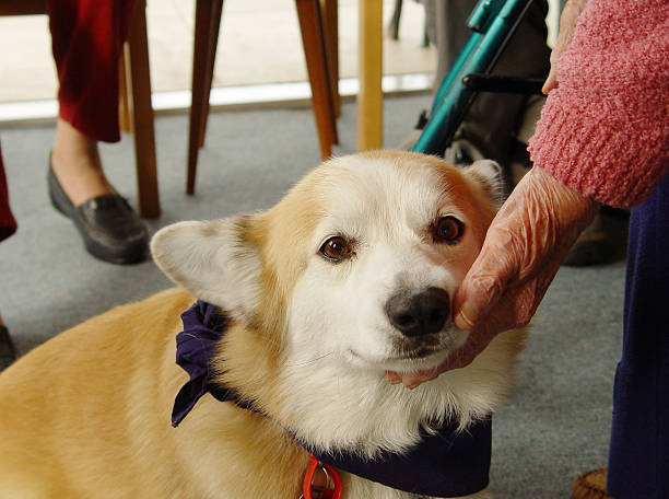 Elderly person petting a therapy dog stock photo