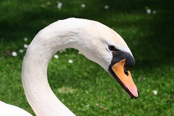 Swans head stock photo