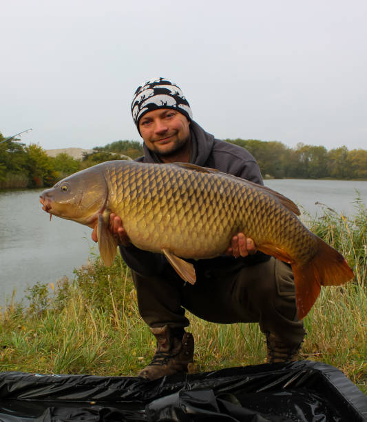 Man holding a big Carp caught during a carp fishing session. Common carp. Man holding a big Carp caught during a carp fishing session. Common carp. specimen holder stock pictures, royalty-free photos & images