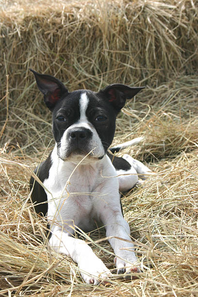 Boston Terrier on Hay stock photo