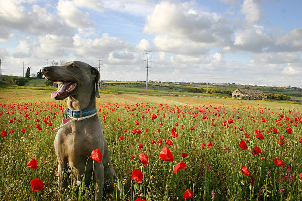 dog in poppy field3 stock photo