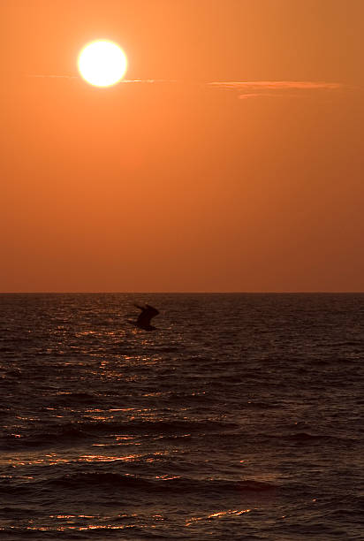 Morning Dive stock photo