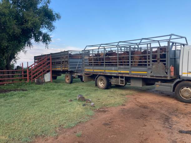 istock Loaded cattle truck 1398938813