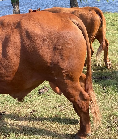 A closeup photo of the left hind quarter of a big brown bull with the branding clearly visible.