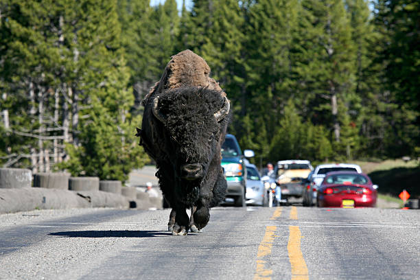 bison in yellowstone national park crossing fishing bridge. north american bison holding up traffic.