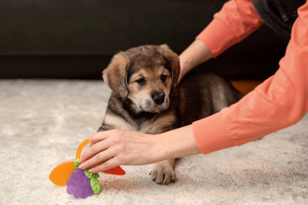 istock A woman is playing with a small brown puppy 1398940726