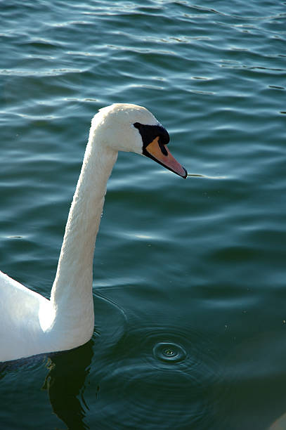 Swan, neck and droplet Just a swan alintal stock pictures, royalty-free photos & images