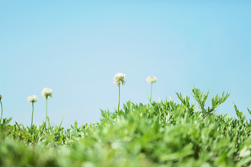 Three beautiful dandelion flowers with flying feathers on turquoise background. Vintage style.