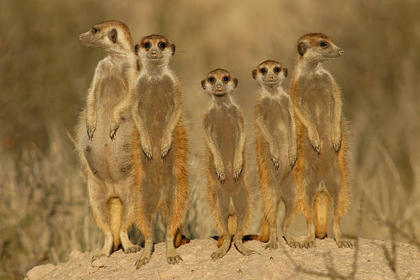 famille suricate - kalahari gemsbok national park photos et images de collection