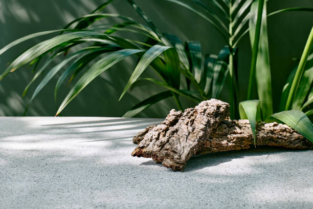 Wooden bark as podiums display before deep green surface and palm leaves for product presentation. Pedestal stand. Cosmetics or eco beauty product promotion trendy minimalist mockup. corteza de madera como podios se muestran ante la superficie verde profundo y las hojas de palma para la presentación del producto. soporte de pedestal. cosméticos o promoción de productos de belleza ecológica de moda maqueta minimalista.