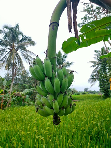 This banana tree thrives in Asian countries such as Indonesia