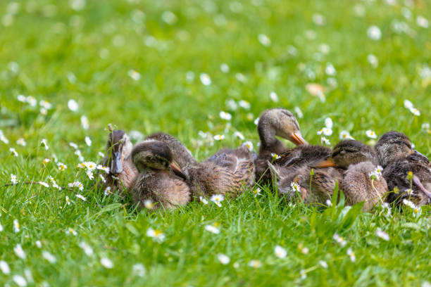 Cuddled up newborn ducklings next to a lake on a green meadow.