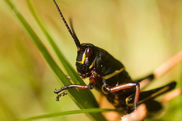 sauterelle sur un brin d'herbe - locust invasion photos et images de collection