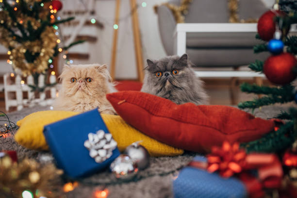 Small British kitten and adult cat on the background of Christmas decorations