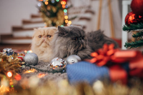 istock Persian cats in the Christmas interior 1398943912