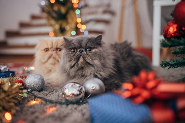 istock Persian cats in the Christmas interior 1398943923