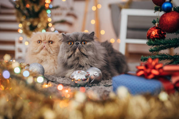 istock Persian cats in the Christmas interior 1398943943