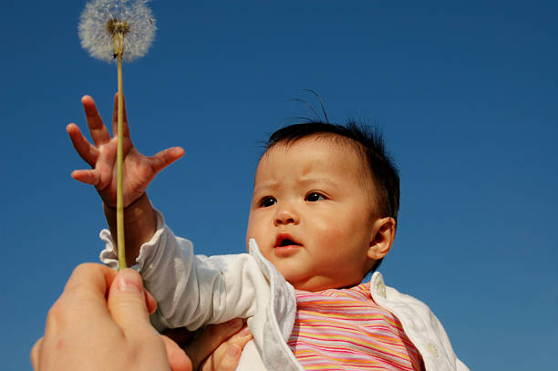 sweet baby girl with dandelion stock photo