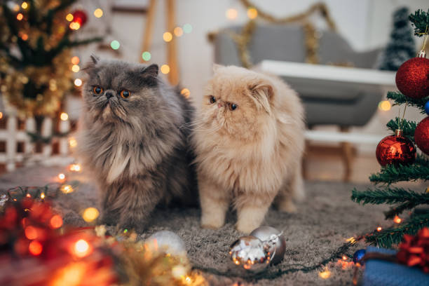 istock Persian cats in the Christmas interior 1398944058
